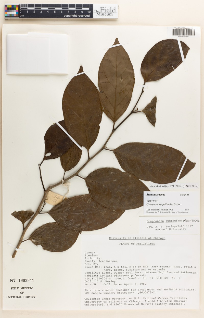 Gomphandra psilandra