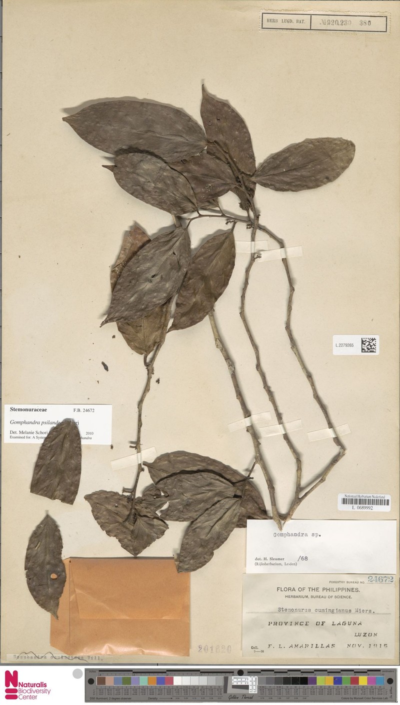 Gomphandra psilandra photo 2