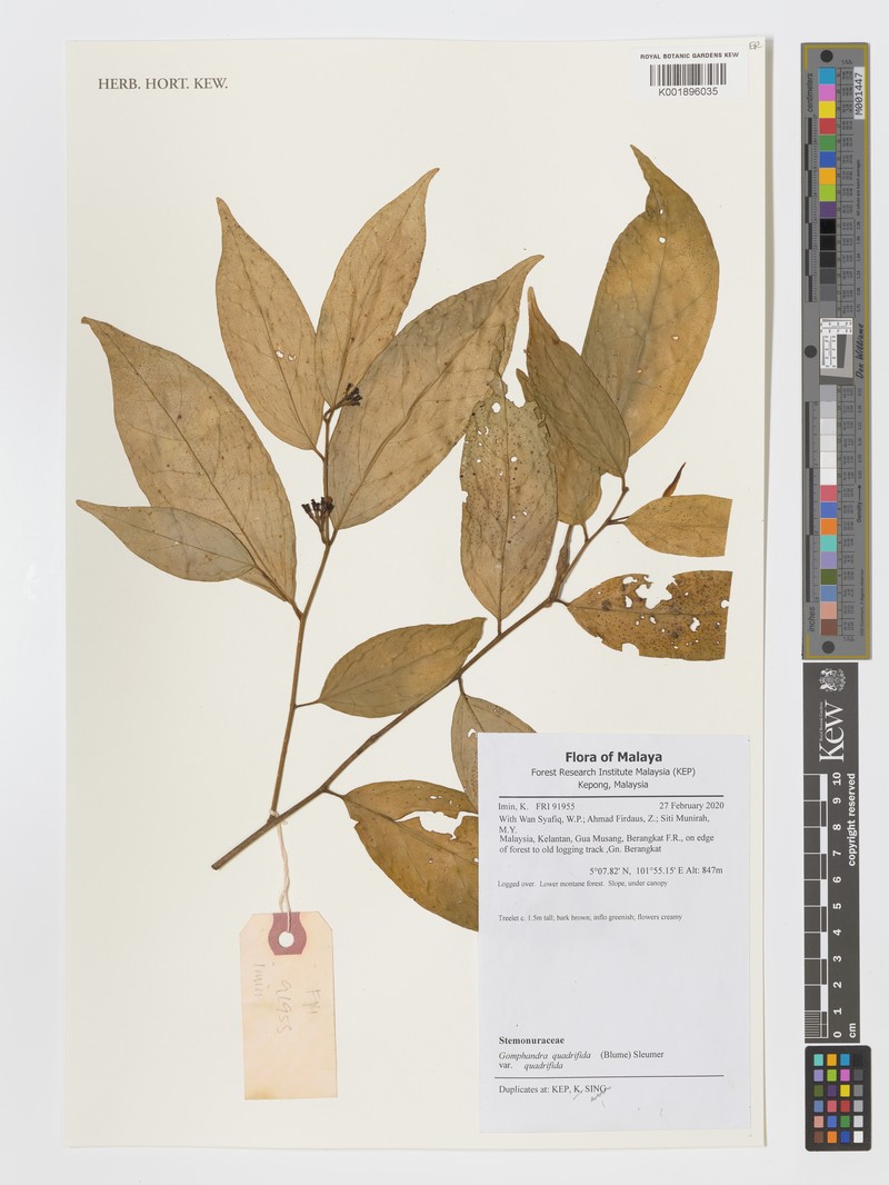 Gomphandra quadrifida var. quadrifida
