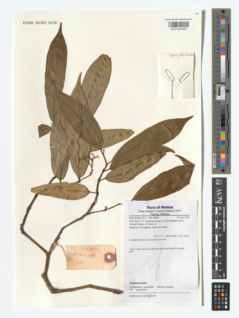 Gomphandra quadrifida var. quadrifida photo 2