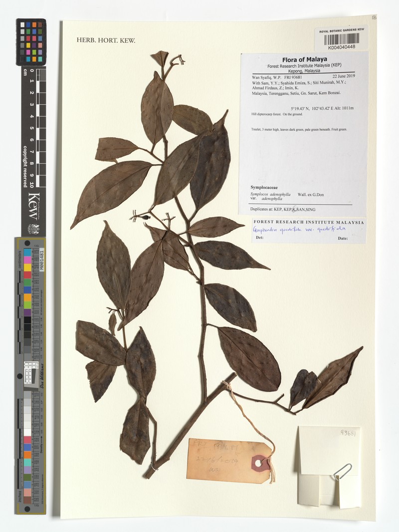 Gomphandra quadrifida var. quadrifida photo 3