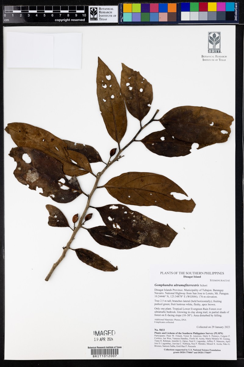 Gomphandra ultramafiterrestris