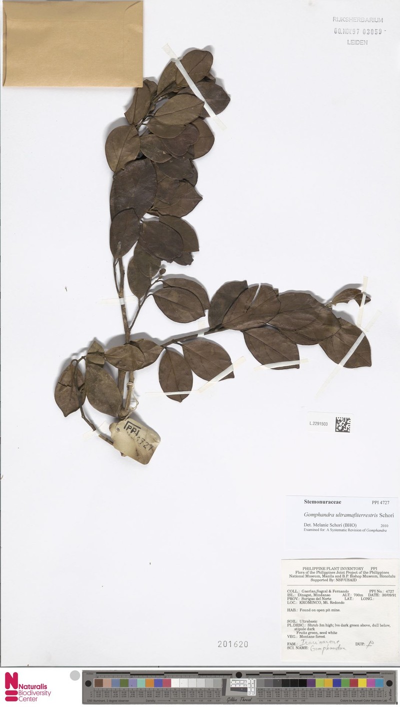 Gomphandra ultramafiterrestris photo 2