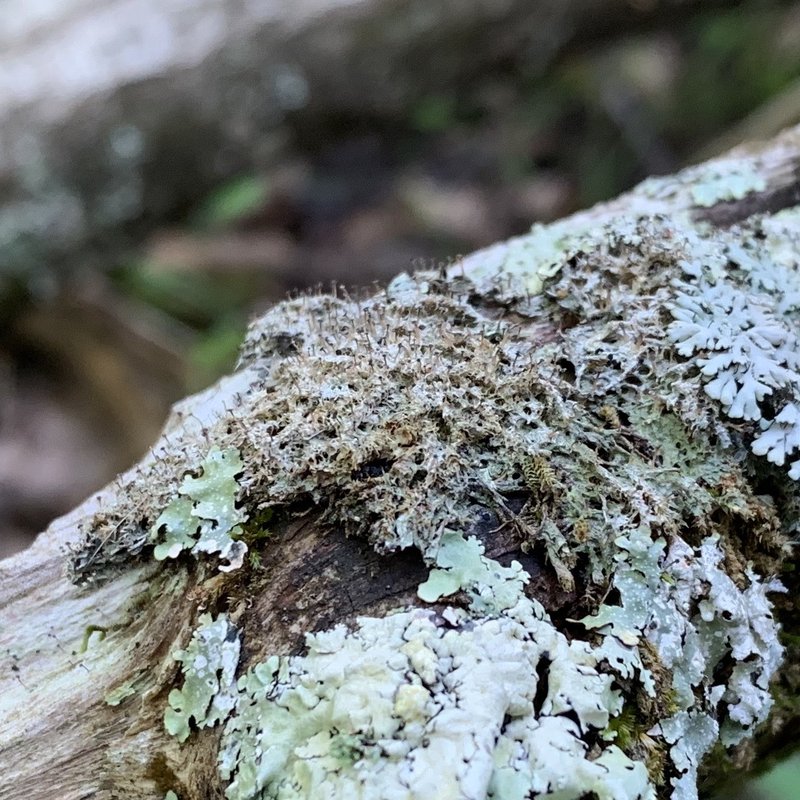 American Gomphillus Lichen