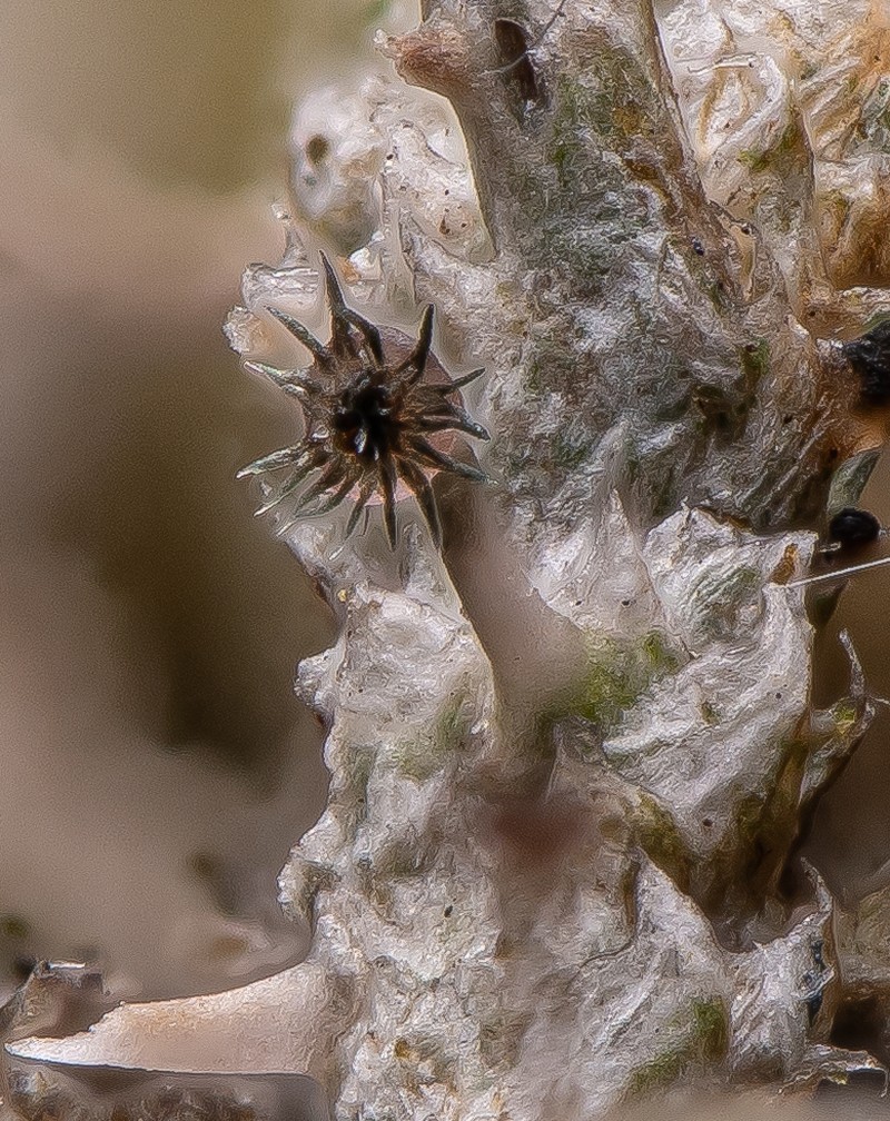 American Gomphillus Lichen photo 2