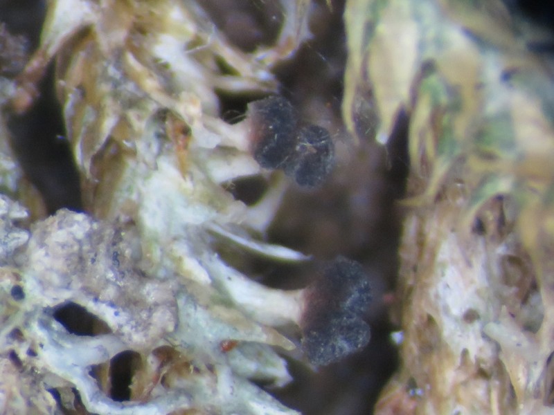 American Gomphillus Lichen photo 3