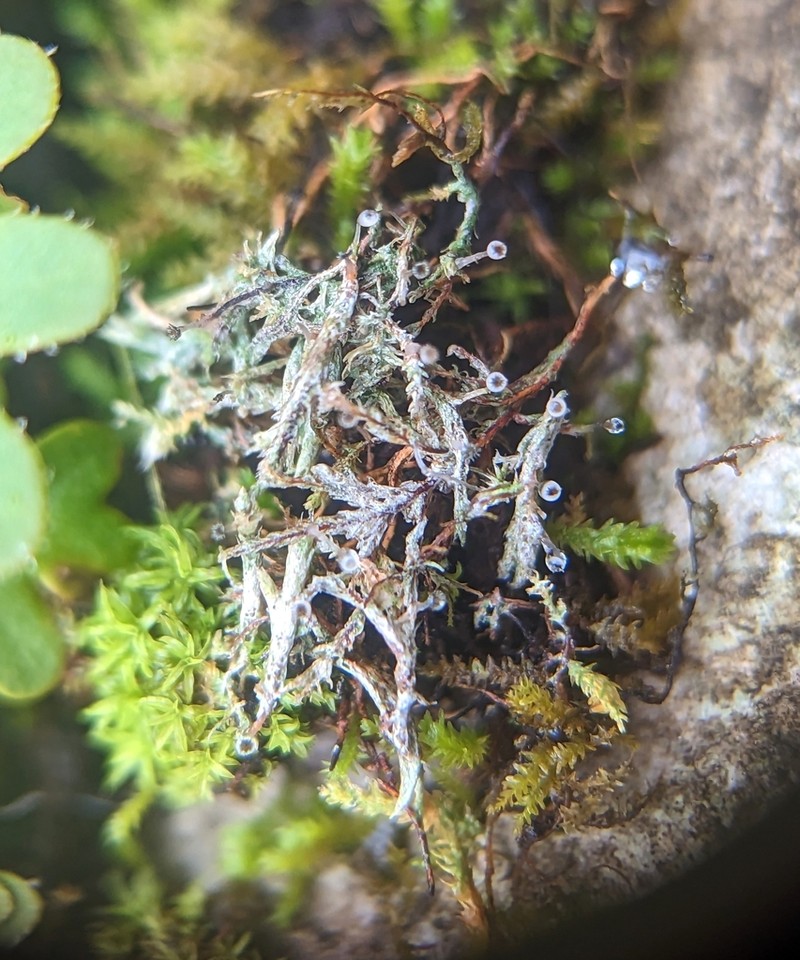 American Gomphillus Lichen photo 4
