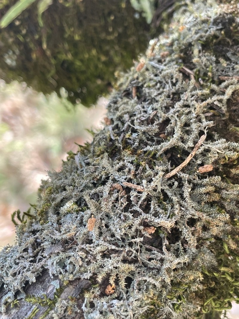 American Gomphillus Lichen photo 5