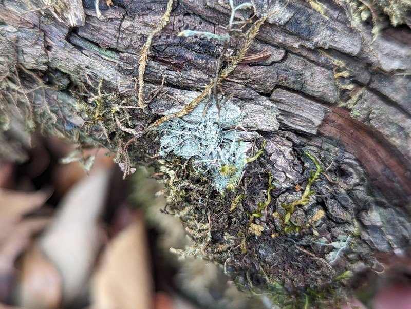 American Gomphillus Lichen photo 6