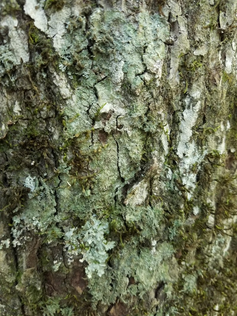 American Gomphillus Lichen photo 7