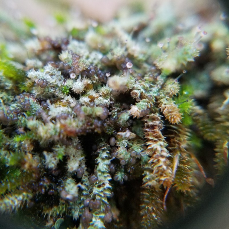 American Gomphillus Lichen photo 8