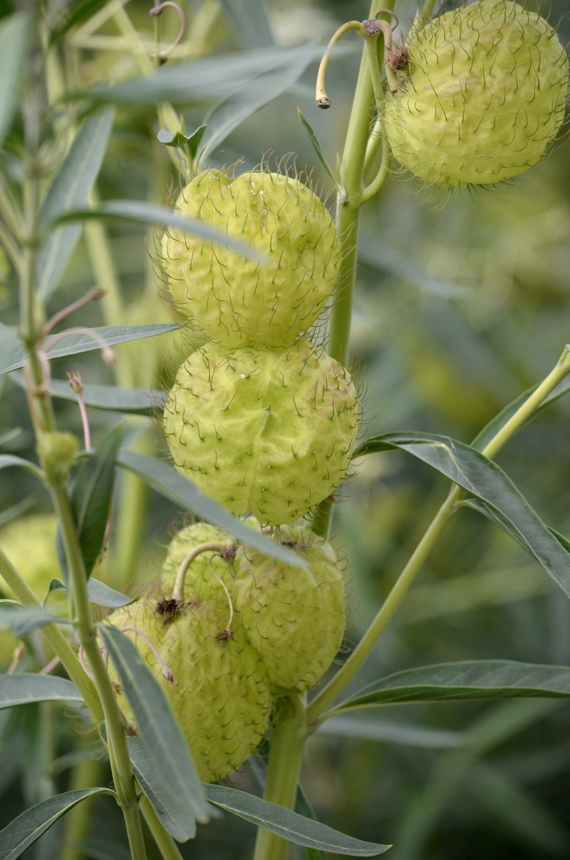 Balloonplant photo 7