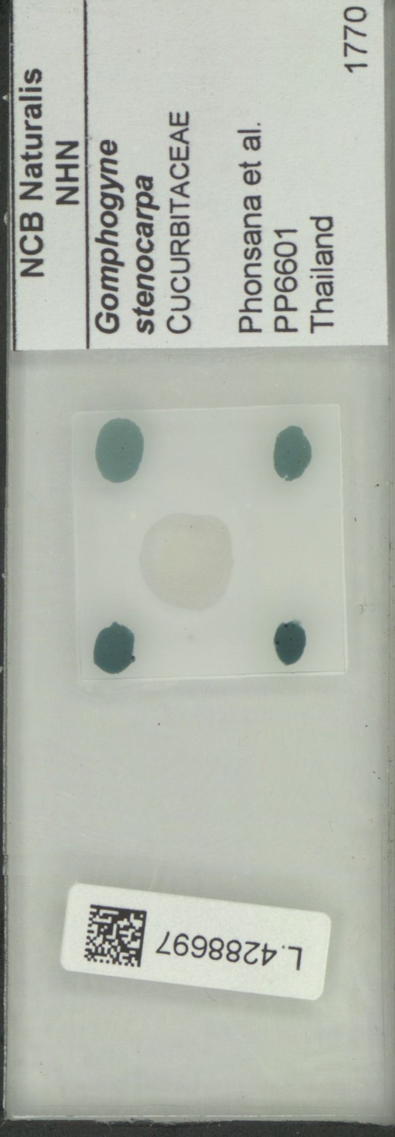 Gomphogyne stenocarpa photo 4