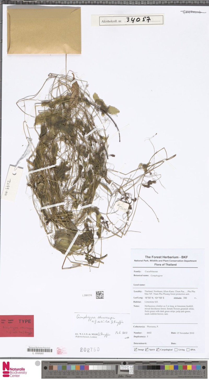 Gomphogyne stenocarpa photo 5