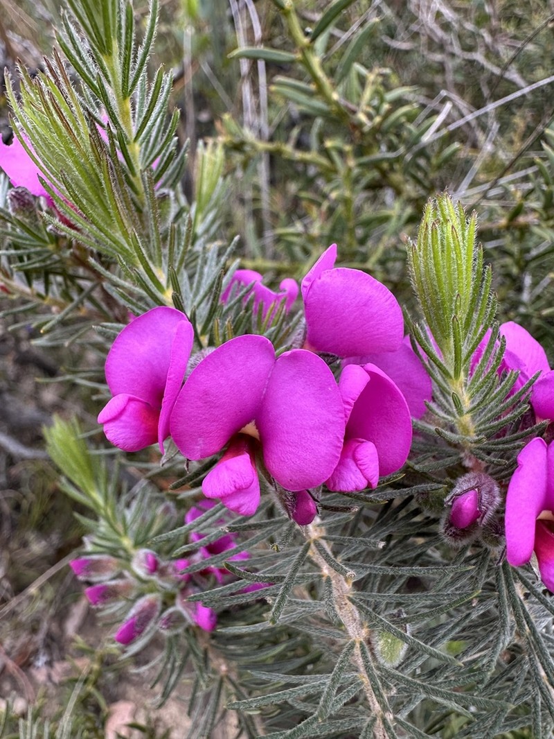 Gompholobium glabristylum photo 2