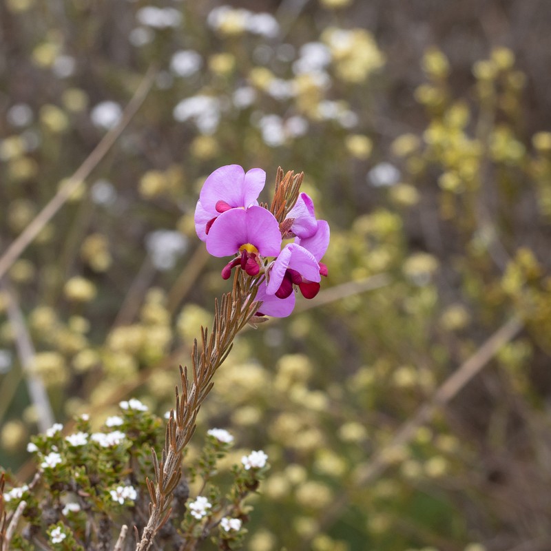 Gompholobium glabristylum photo 8