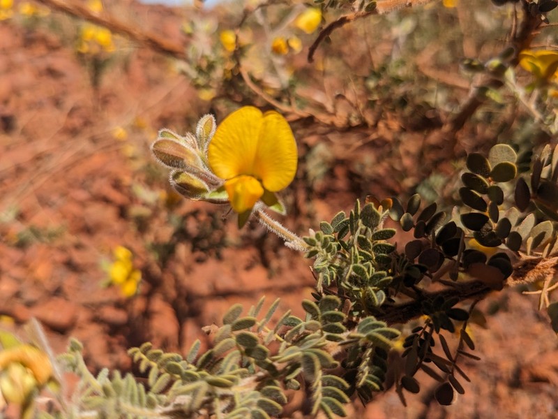 Gompholobium oreophilum photo 2