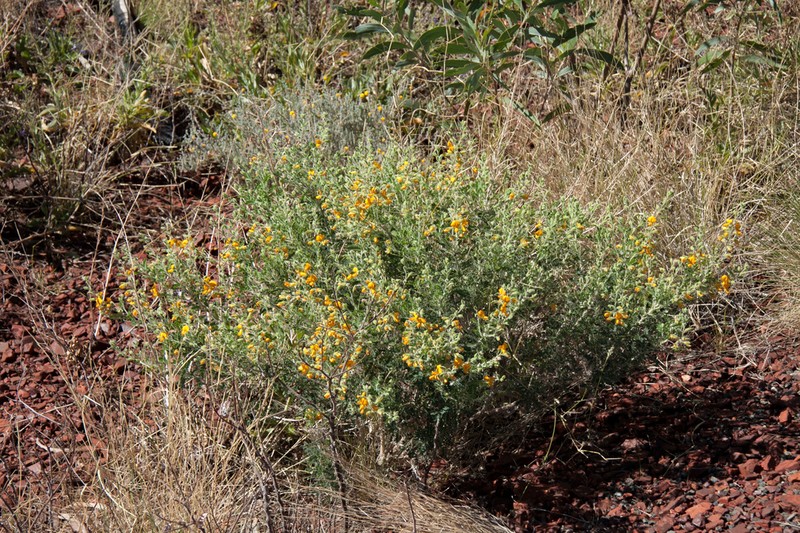 Gompholobium oreophilum photo 6