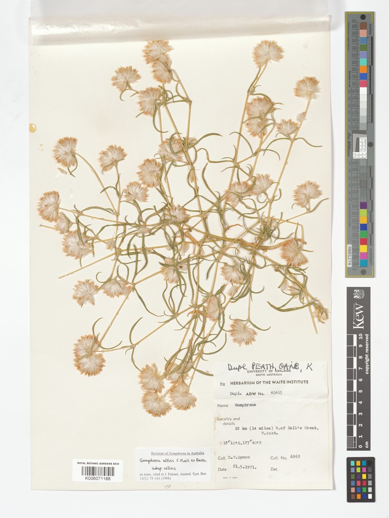 Gomphrena affinis subsp. affinis