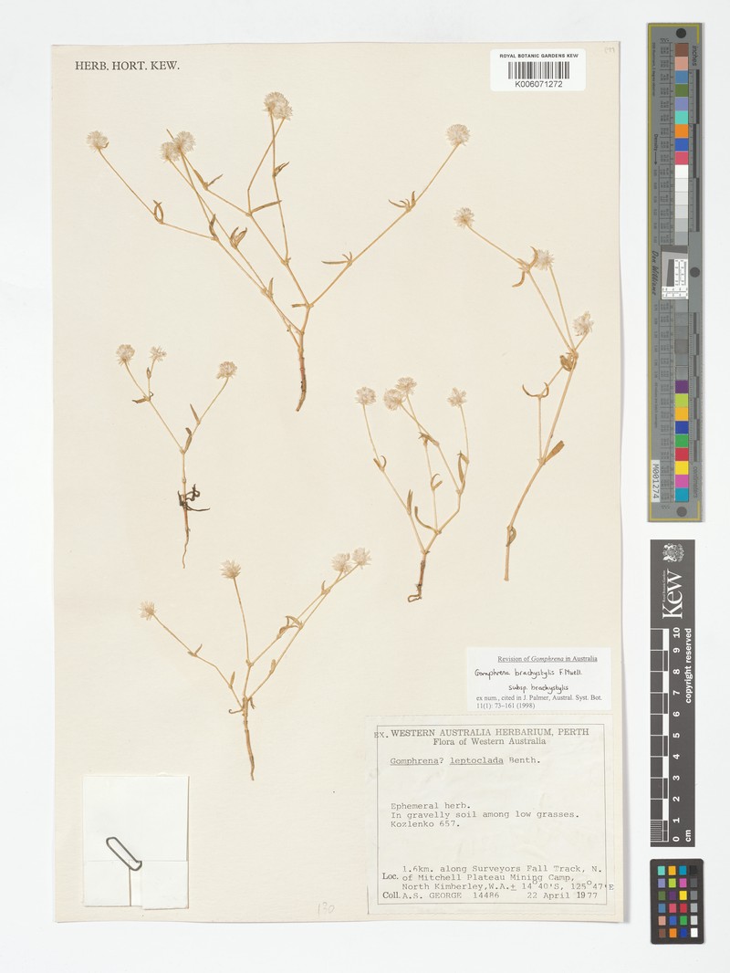 Gomphrena brachystylis subsp. brachystylis