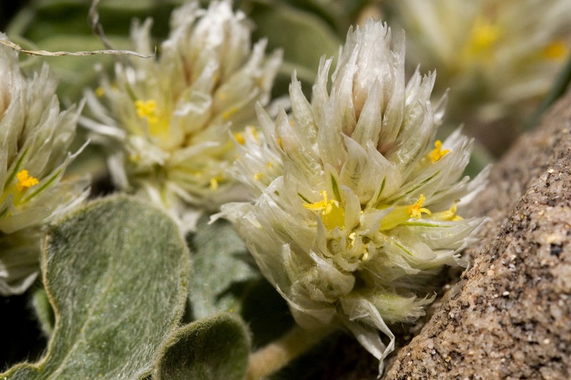 Tufted Globe Amaranth
