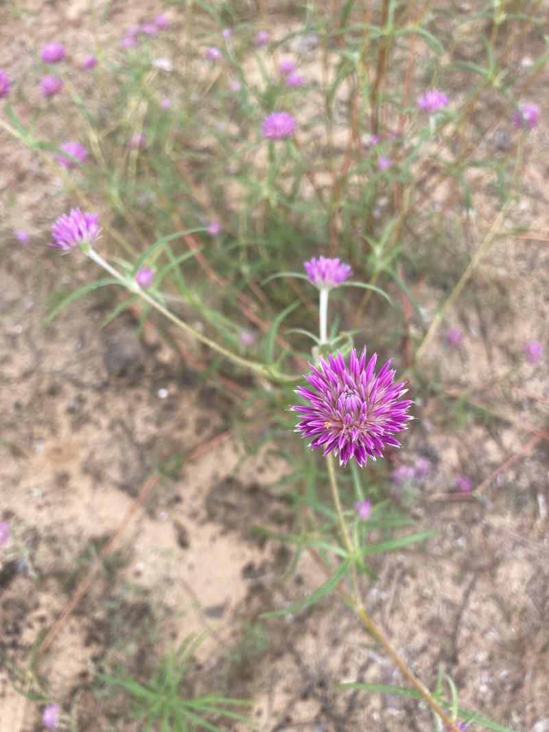 Gomphrena canescens subsp. canescens