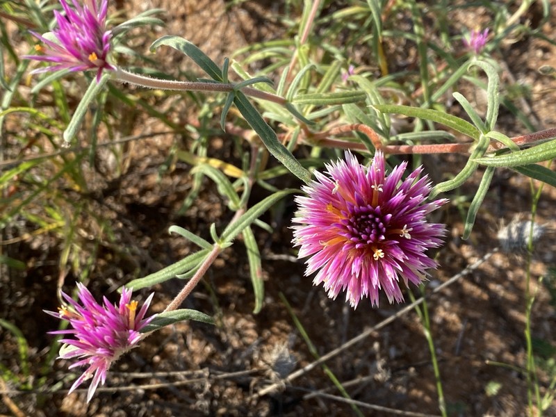 Gomphrena canescens subsp. canescens photo 2