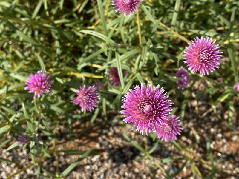 Gomphrena canescens subsp. canescens photo 3