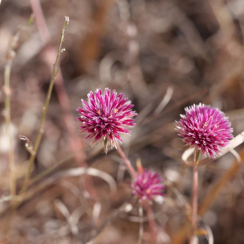 Gomphrena canescens subsp. canescens photo 4
