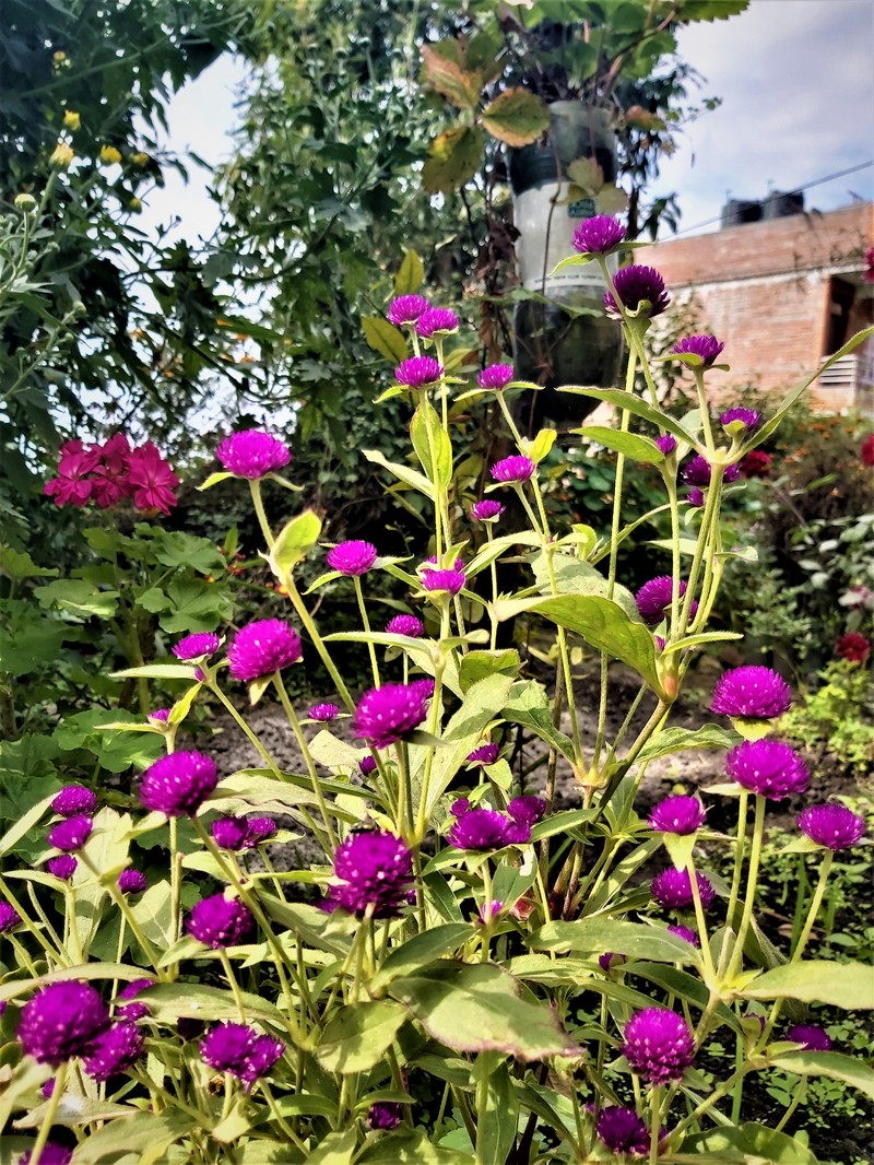Common Globe Amaranth photo 2