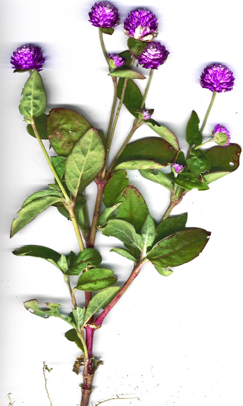 Common Globe Amaranth photo 3