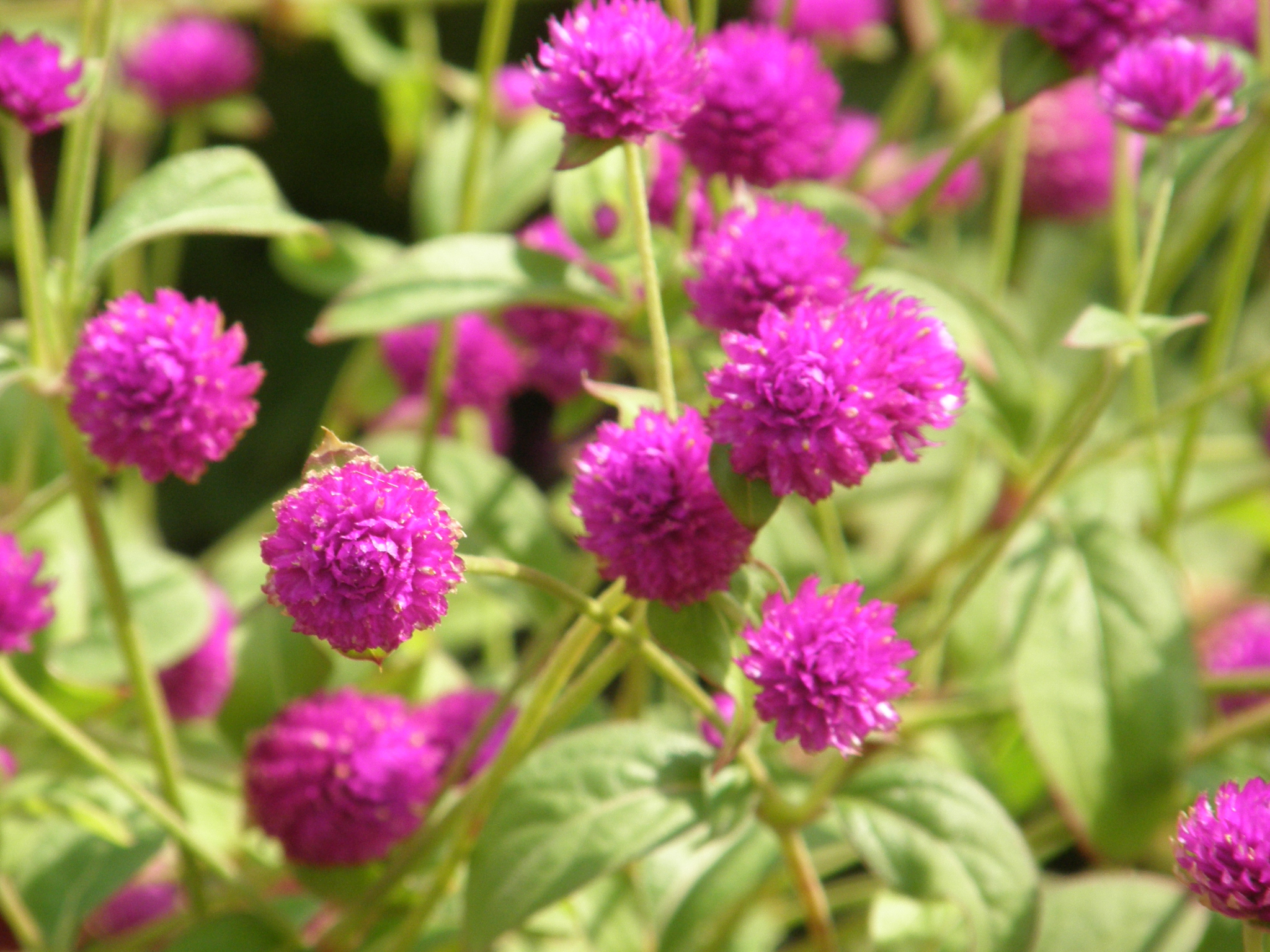 Common Globe Amaranth photo 4