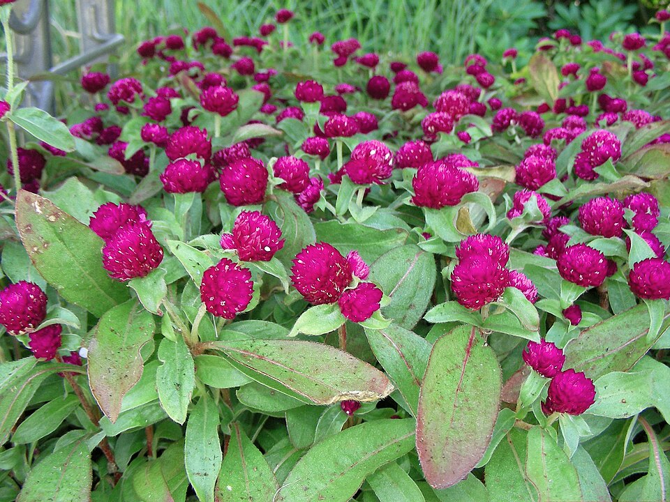 Common Globe Amaranth photo 5