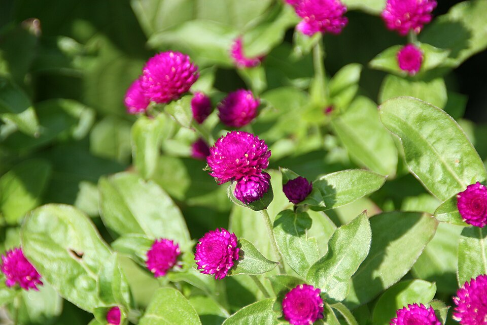 Common Globe Amaranth