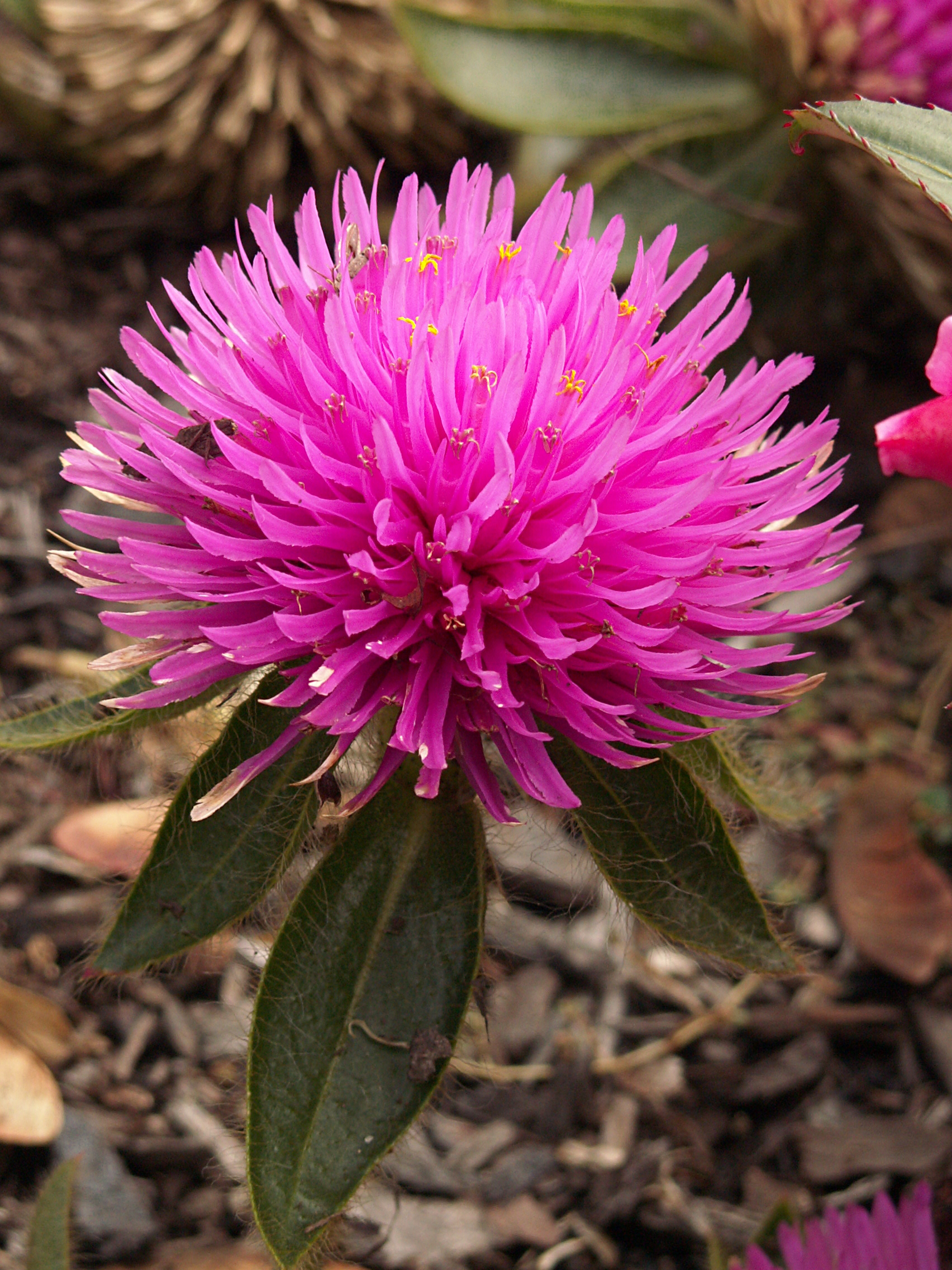 Common Globe Amaranth photo 6