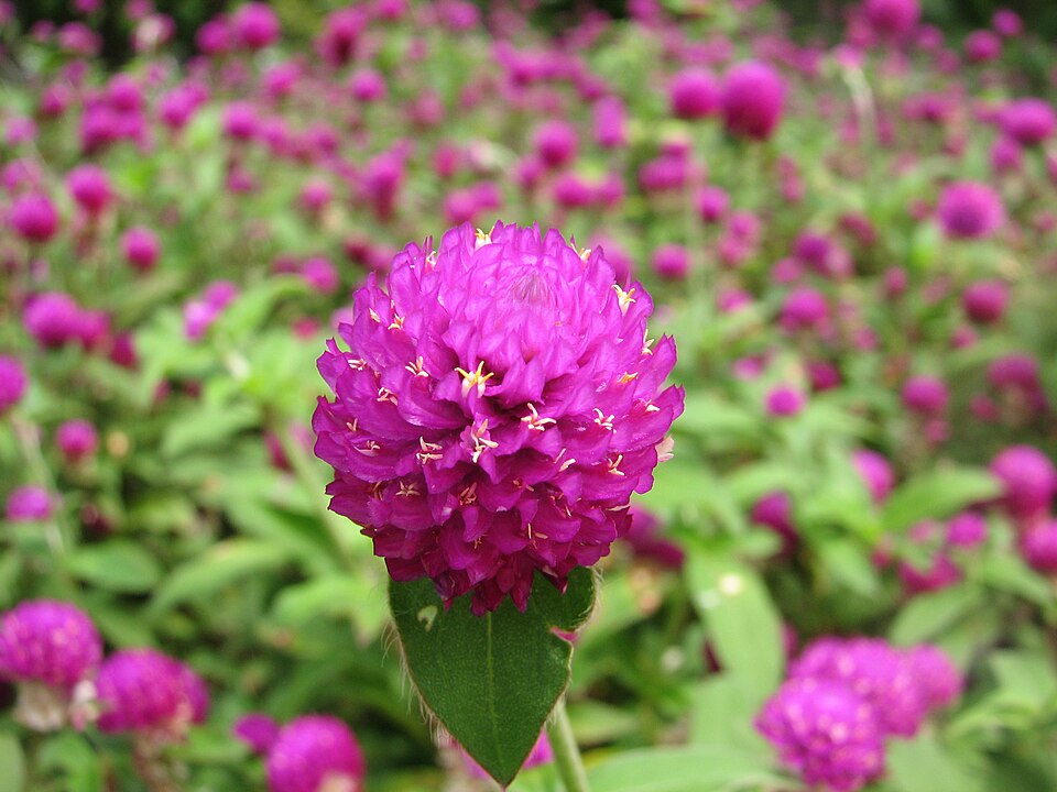 Common Globe Amaranth photo 7
