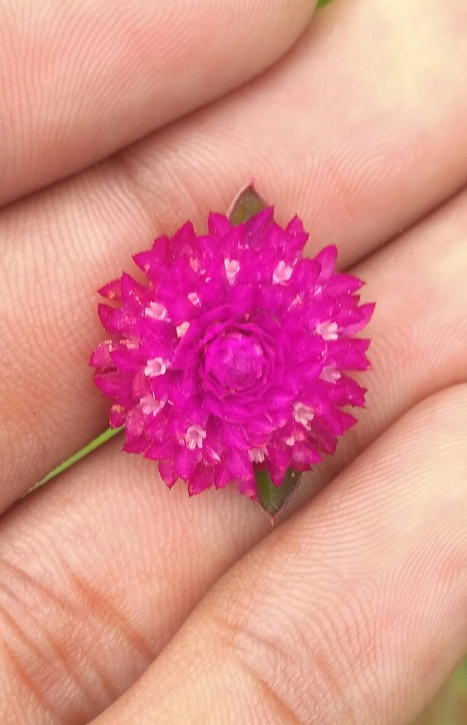 Common Globe Amaranth photo 8