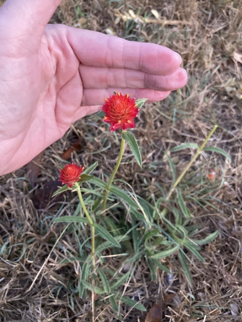 Rio Grande Globe Amaranth