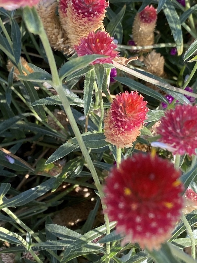 Rio Grande Globe Amaranth photo 2