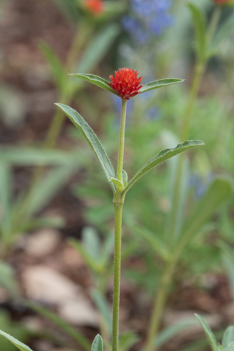 Rio Grande Globe Amaranth photo 3