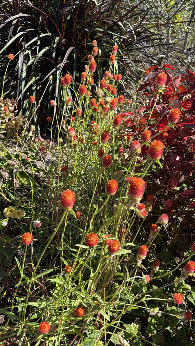 Rio Grande Globe Amaranth photo 4