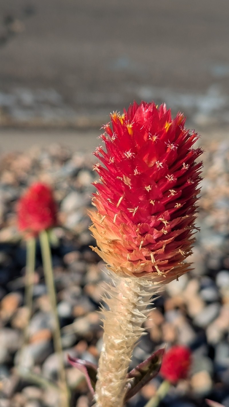 Rio Grande Globe Amaranth photo 5