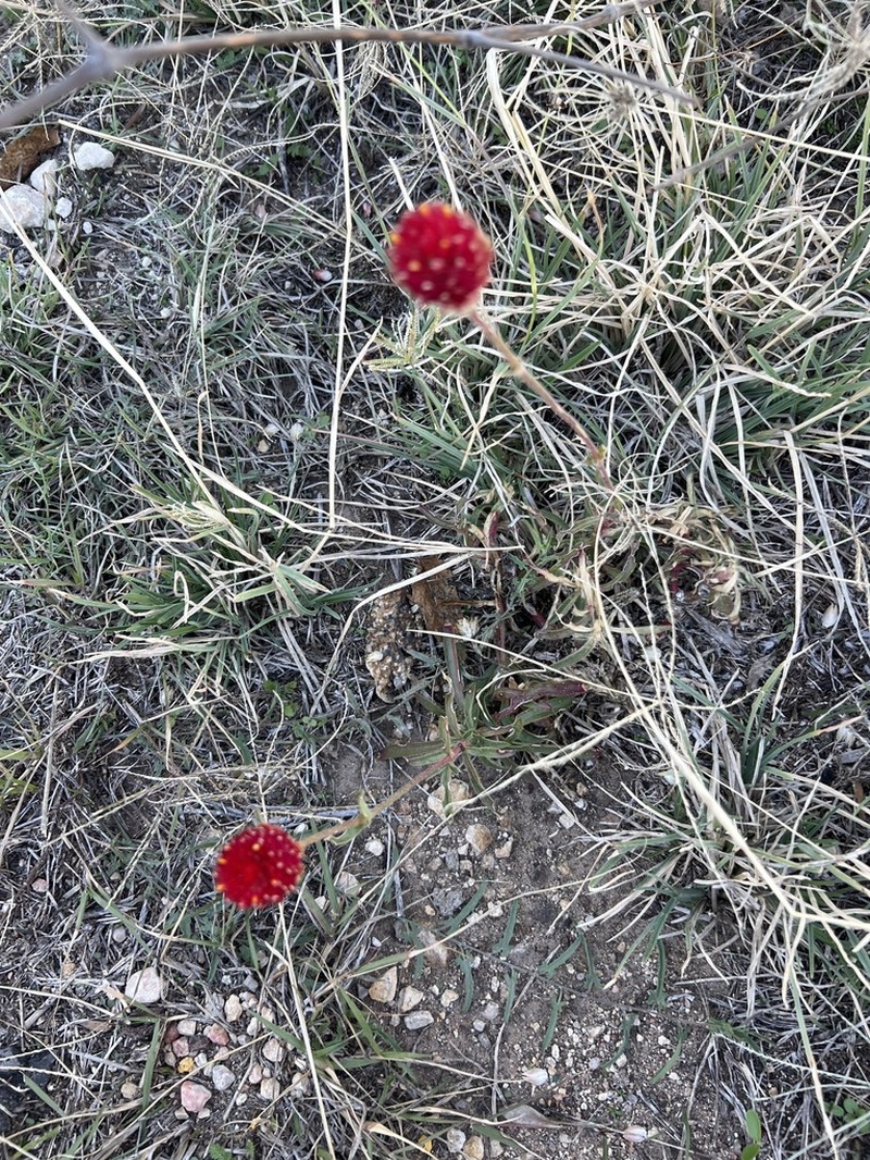 Rio Grande Globe Amaranth photo 6