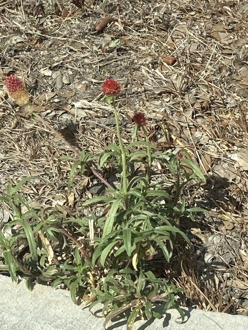 Rio Grande Globe Amaranth photo 7
