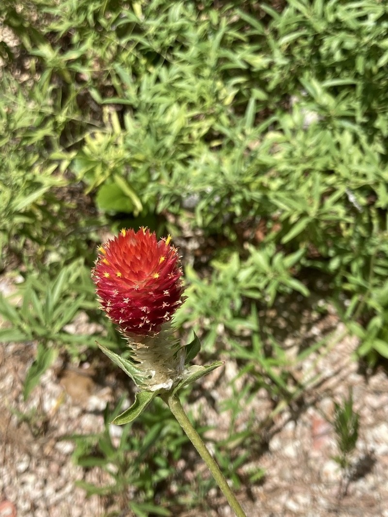 Rio Grande Globe Amaranth photo 8