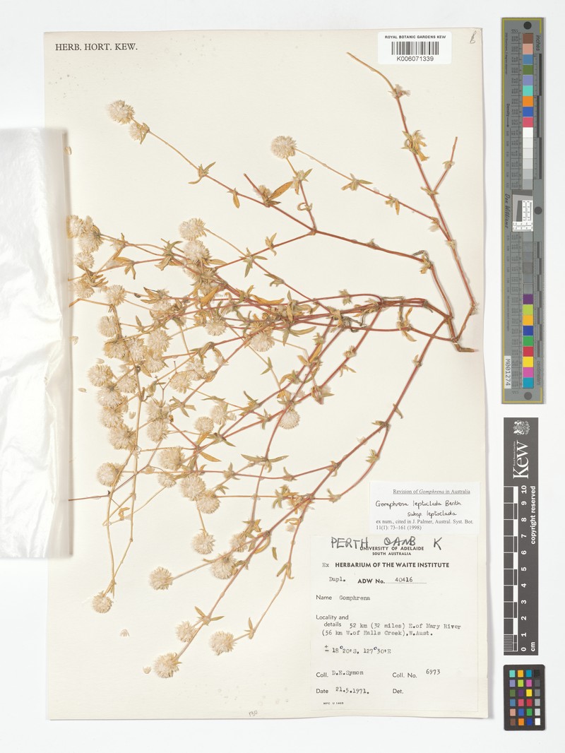 Gomphrena leptoclada subsp. leptoclada photo 2