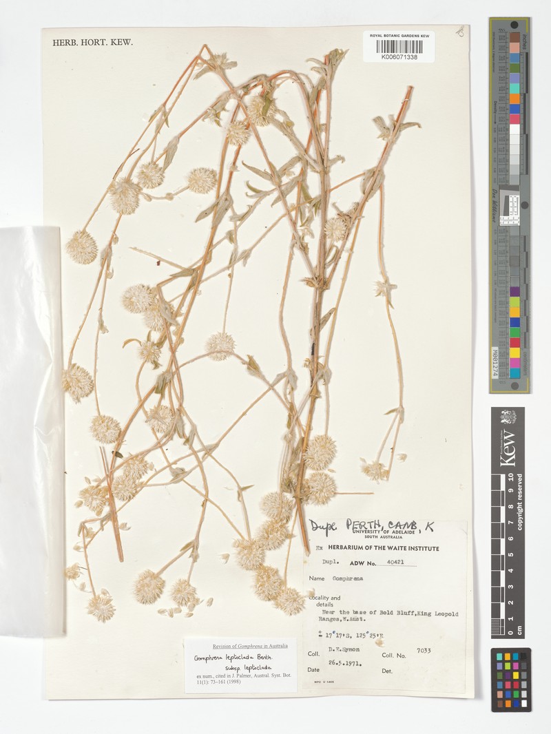 Gomphrena leptoclada subsp. leptoclada photo 3