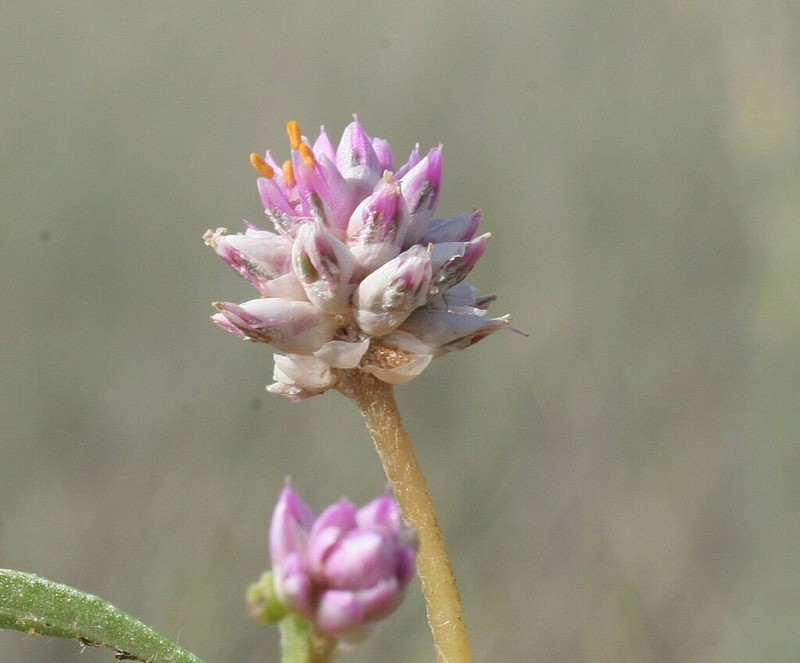 Gomphrena longistyla photo 3