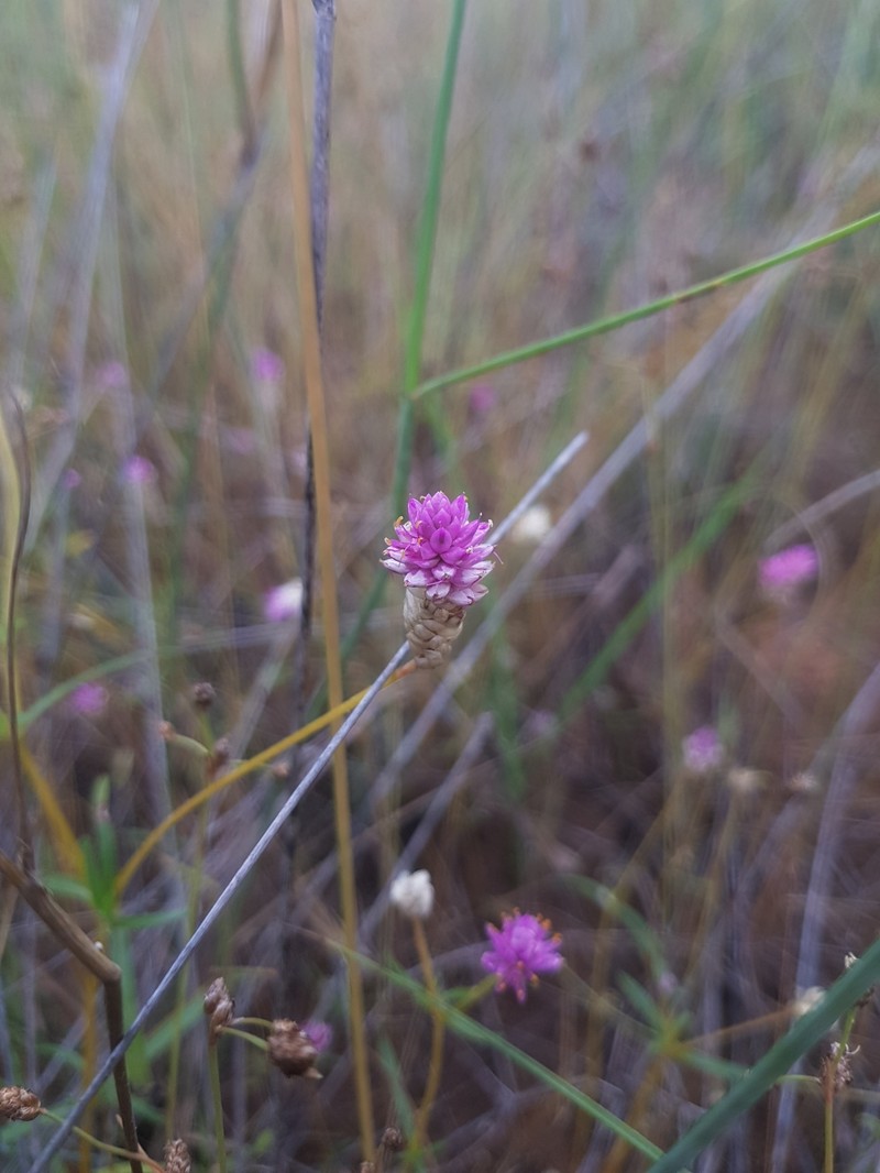 Gomphrena longistyla photo 4