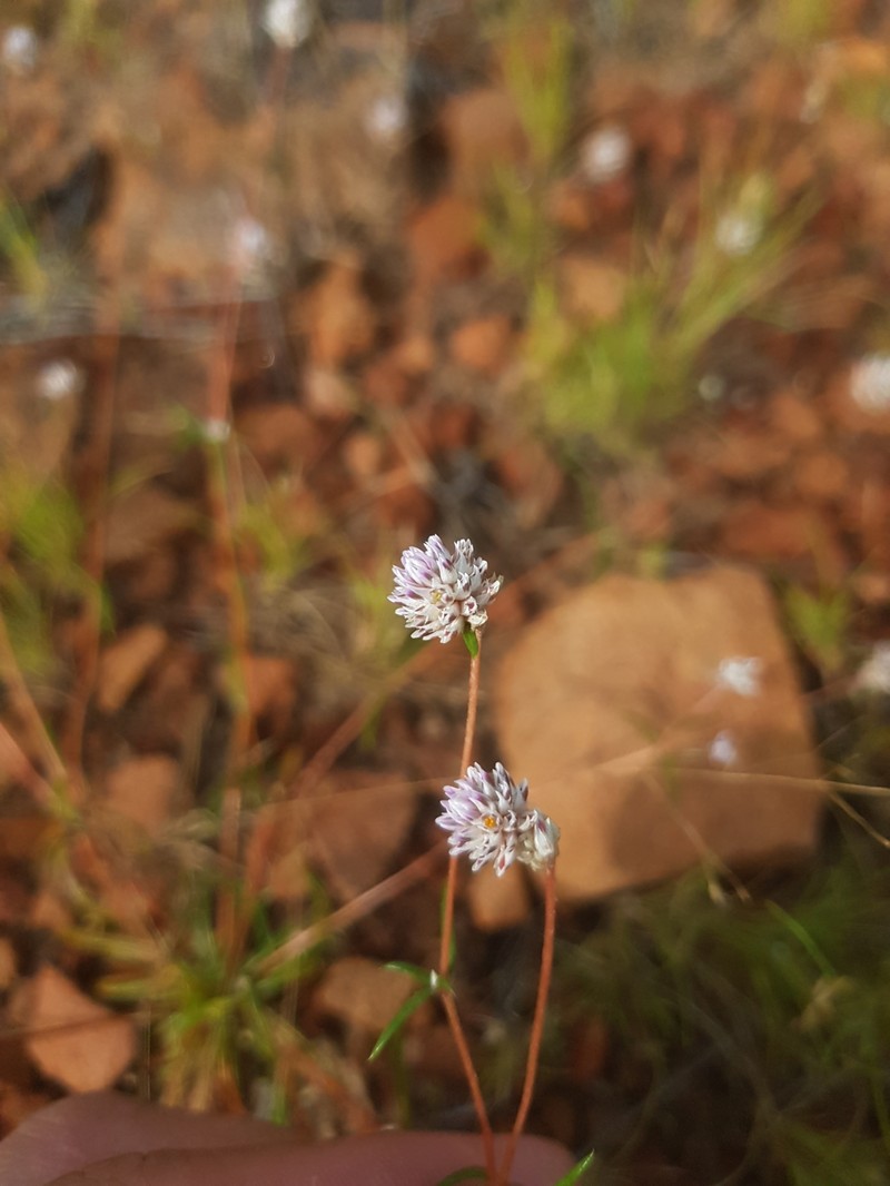 Gomphrena longistyla photo 5